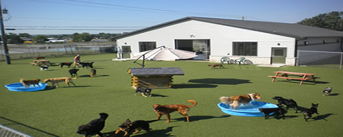 Diggity Dog Daycare LaCrosse Wisconsin