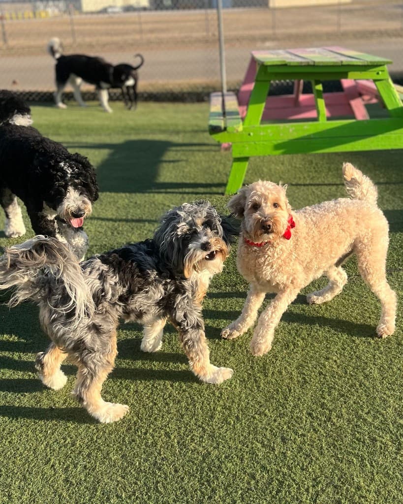 Small dogs socializing together in supervised outdoor play area
