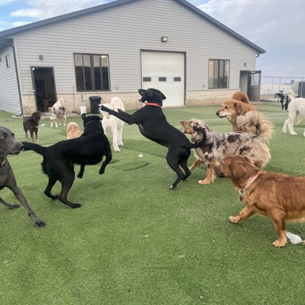 Dogs playing together in supervised outdoor daycare at Diggity
