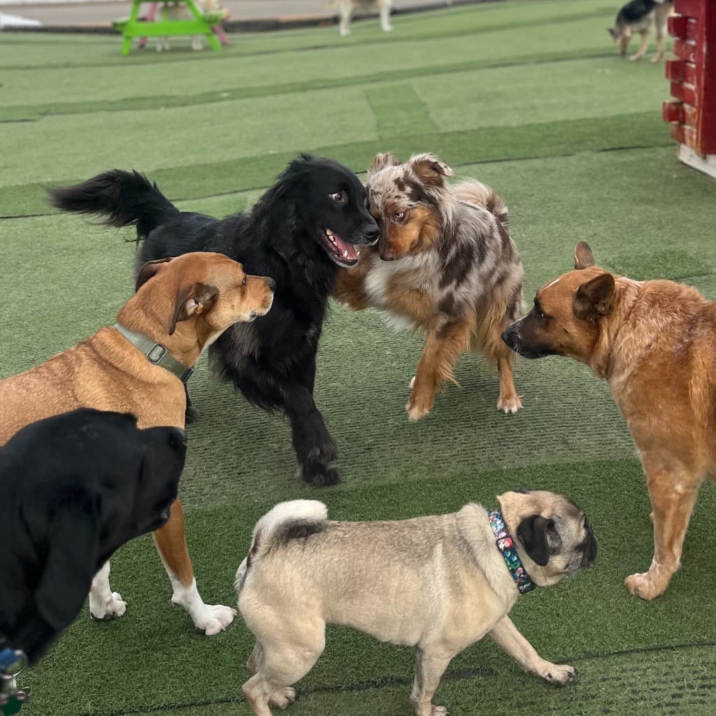 Dogs socializing in a spacious outdoor play area
