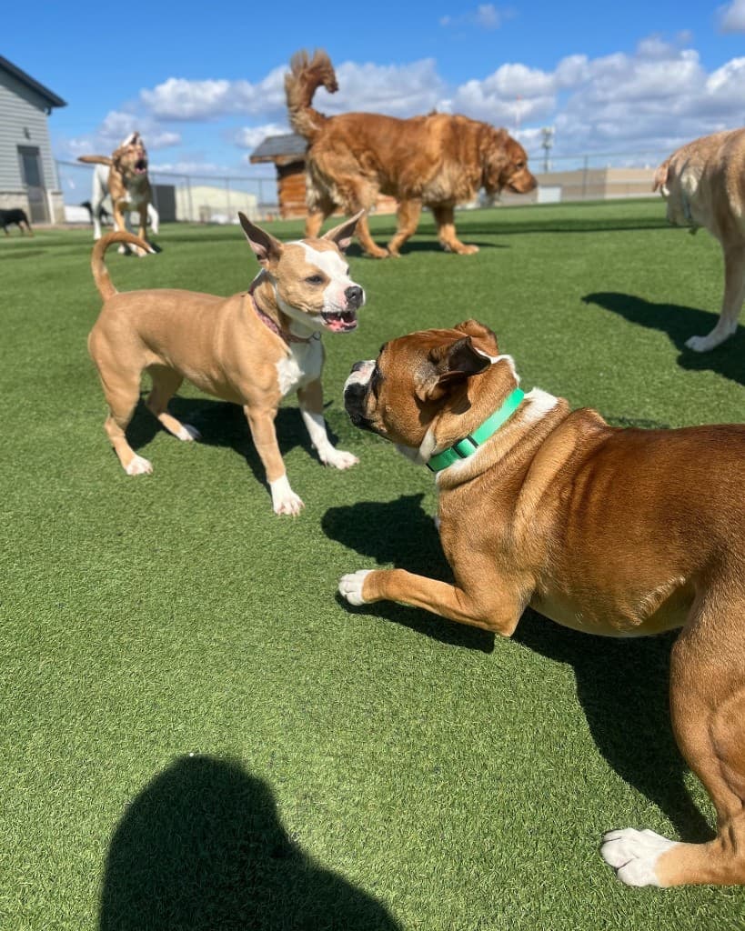 Dog training gallery image 16