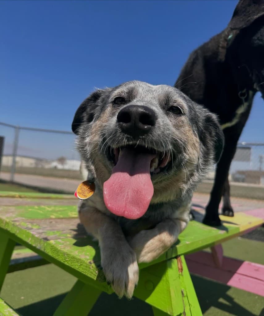 Dog training gallery image 3