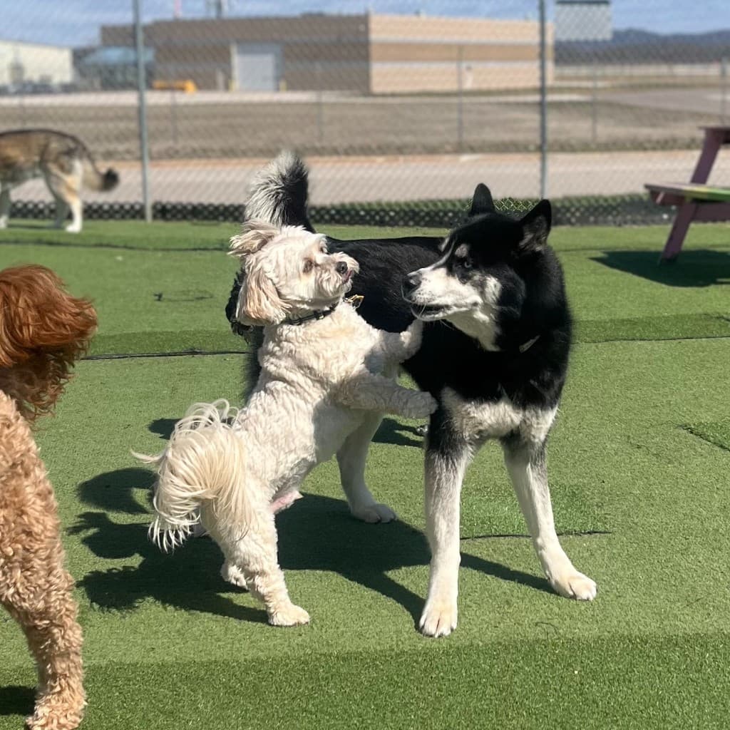 Dog training gallery image 6