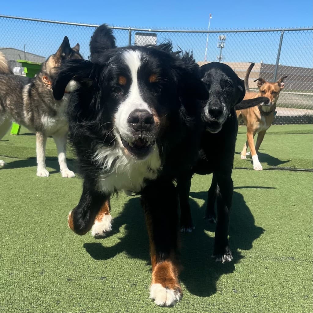Dog training gallery image 9