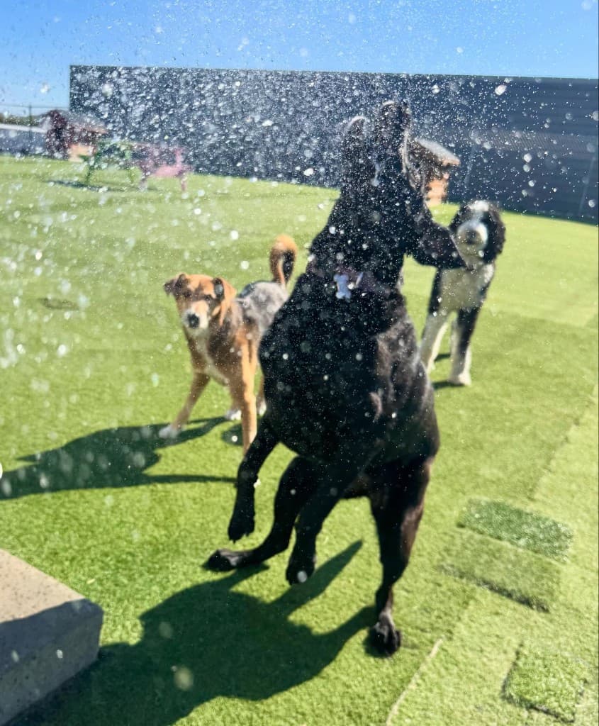 Dog training gallery image 10