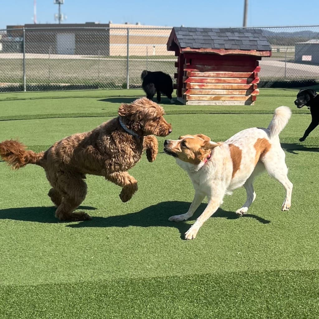Dog training gallery image 13