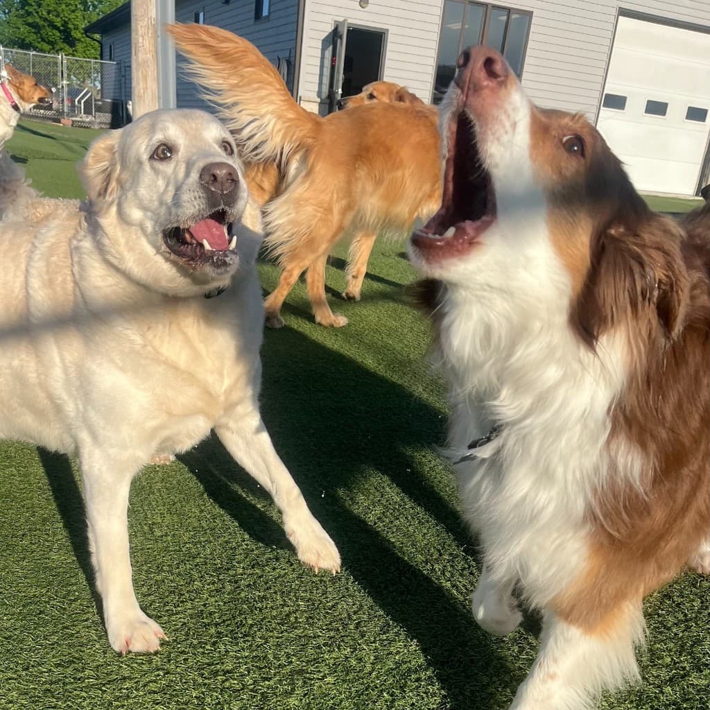 Dog training gallery image 14